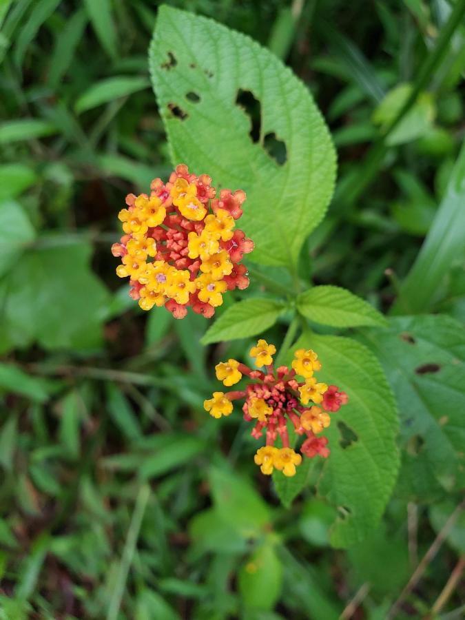 Las Pavitas Cottages La Fortuna Buitenkant foto